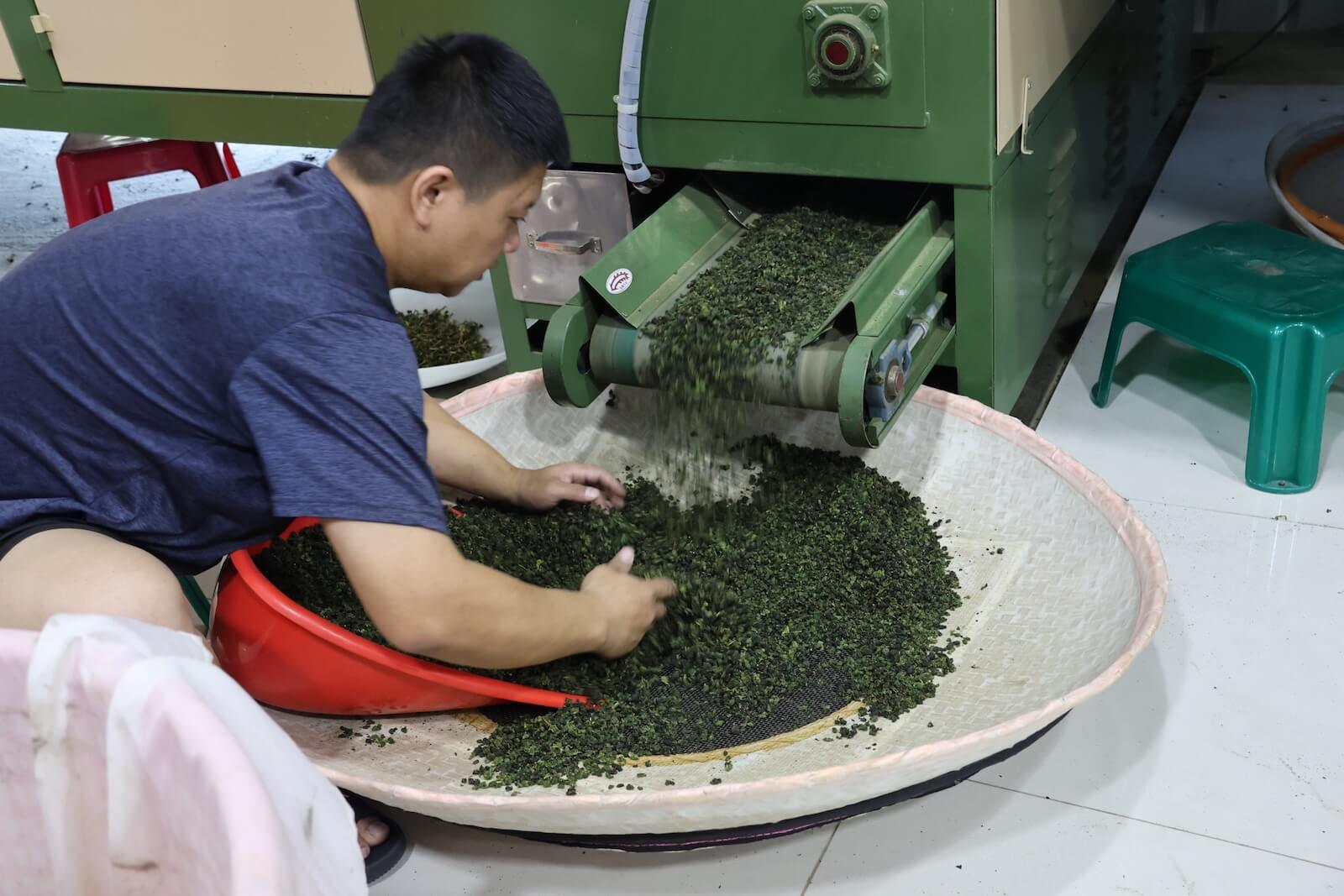 師傅手工挑揀剛烘焙好的茶葉